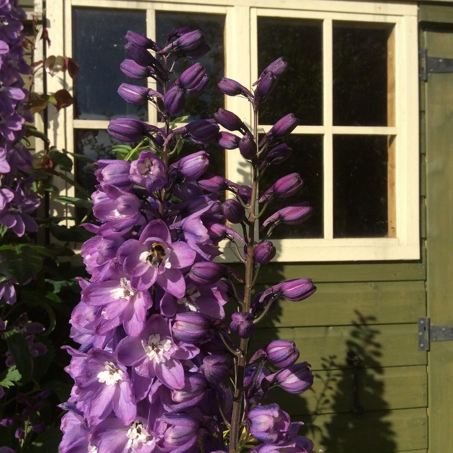 Pomona Bed and Breakfast Lowick Green Buitenkant foto
